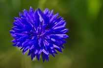 Kornblume von Gabi Siebenhühner