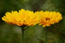 Ringelblume von Gabi Siebenhühner