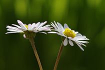 Daisy by Gabi Siebenhühner