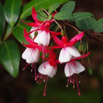 Fuchsien von Gabi Siebenhühner