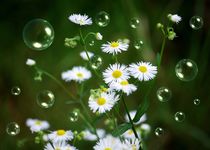 Einjähriges Berufkraut - Erigeron annuus von Gabi Siebenhühner