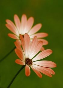 Kapkörbchen von Gabi Siebenhühner