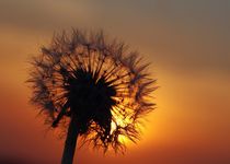 Pusteblume im Sonnenuntergang von Gabi Siebenhühner