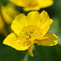 Sumpfdotterblume von Gabi Siebenhühner