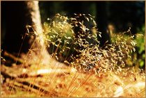 Grasses Autumn Herbst  by Sandra  Vollmann