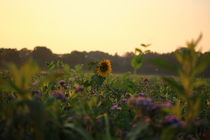 Sonnenblume ganz erhaben von Simone Marsig