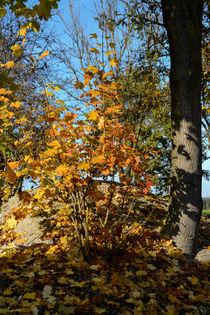Maple tree in autumn - Ahorn im Herbst von Chris Berger