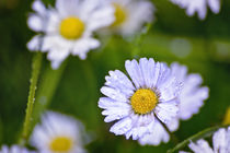 Daisy Rain by Vicki Field