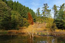 Herbst von Gabi Siebenhühner