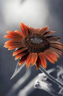 Dark Sunflower by cinema4design