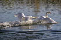  Swan Lake - Power struggle III by Chris Berger