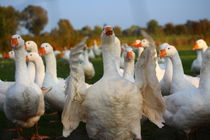 Gänse in Aufruhr von Simone Marsig