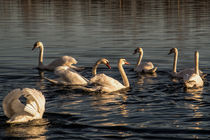  Evening still on the swan Lake by Chris Berger