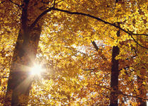 herbstsonne  -  sun in fall by augenwerk