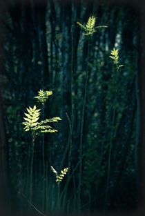 sunlit leaves von augenwerk