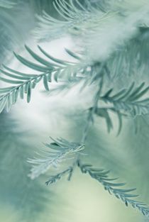 feathery leaves von augenwerk