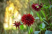 late summer pomp von augenwerk