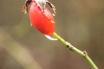 Nach dem Regen 2 von toeffelshop