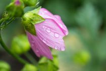 Nach dem Herbstschauer 1 von toeffelshop