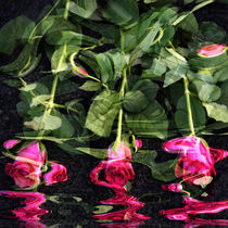 Rosen im Wasser - Roses in the Water von Chris Berger