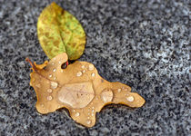 Herbstblatt von fotolos