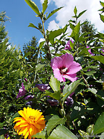 Unterm Sommerhimmel... by voelzis-augenblicke