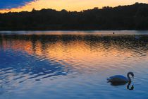 Swan At Sunset, Whitlingham, Norwich, England by Vincent J. Newman