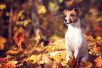 Jack Russel im Herbst  von Janina Bürger