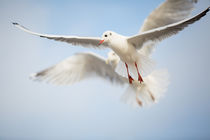 fliegende Lachmöwe  by Anne-Barbara Bernhard