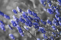 Blue Flower by cinema4design