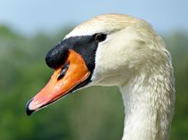 Schwan von Gabi Siebenhühner