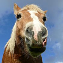 Haflinger by Gabi Siebenhühner