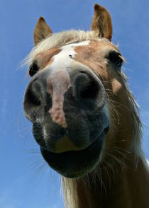 Haflinger von Gabi Siebenhühner