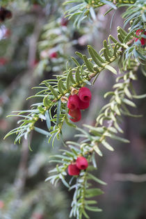 Autumnal Berries  by Rob Hawkins