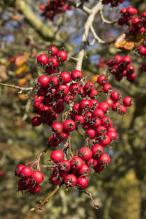 Tree Berries  by Rob Hawkins