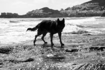 Big dog on the rocky beach by Jessy Libik