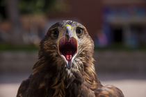 Screaming eagle portrait von Jessy Libik