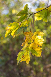 Blätter im Herbst von mroppx