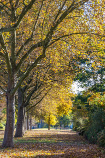 Herbstbäume von mroppx