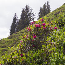 Alpenrosen by Nicolai Golsner