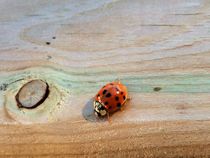 Lady Bug I von Daniella Paudash