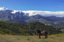 Horse run free by Nicolai Golsner