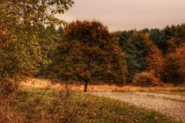 Coloured Tree  by Susanne  Mauz