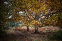 Baum in Farbe  by Susanne  Mauz