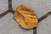 herbstblatt von fotolos