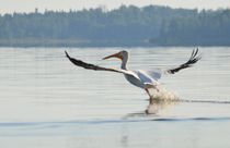 Pelican II von Daniella Paudash