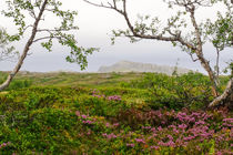 Regen im Fjäll von Thomas Matzl