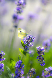 schmetterlings lavendel von mroppx