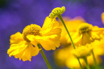 Gelbe Blüten auf Lavendel von mroppx