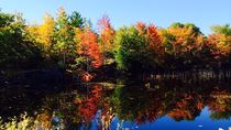 Fall Colours III von Daniella Paudash